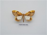 藏品(尺蛾593)的圖片